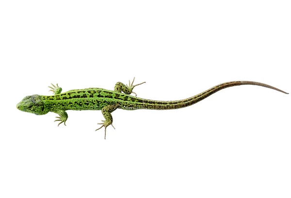 Green lizard cutout — Stock Photo, Image