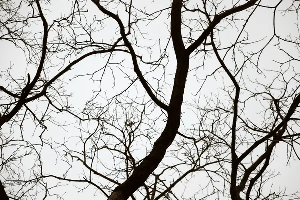 Árvore nua no fundo do céu nublado — Fotografia de Stock
