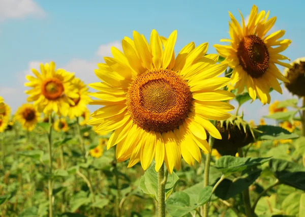 Yaz gökyüzüne karşı genç ayçiçeği