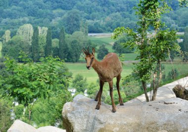 Pyrenean chamois in summer mountains clipart
