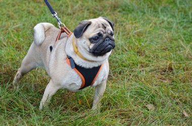 tasma pug
