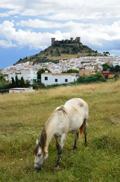 Spanish landscape with a castle and a horse — Stock Photo, Image