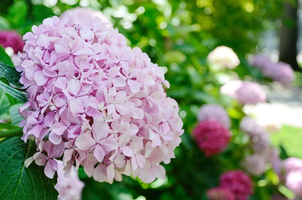 Close-up of the hortensia flowering