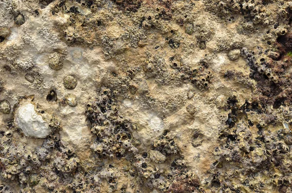 Svampig sten bakgrund av havsbotten — Stockfoto