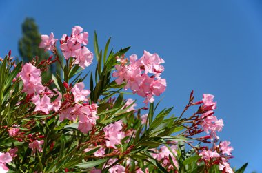 çiçekli ormangülü