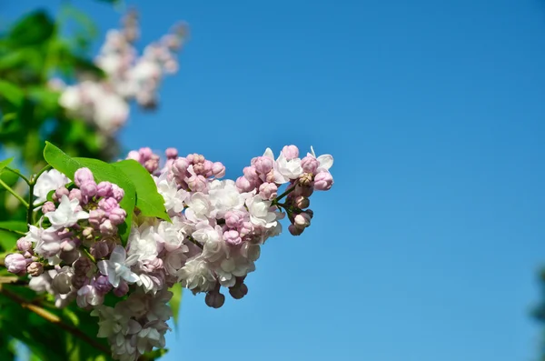 Pluim van lila tegen de blauwe hemel — Stockfoto