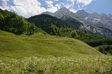 Pyrenees in summer clipart
