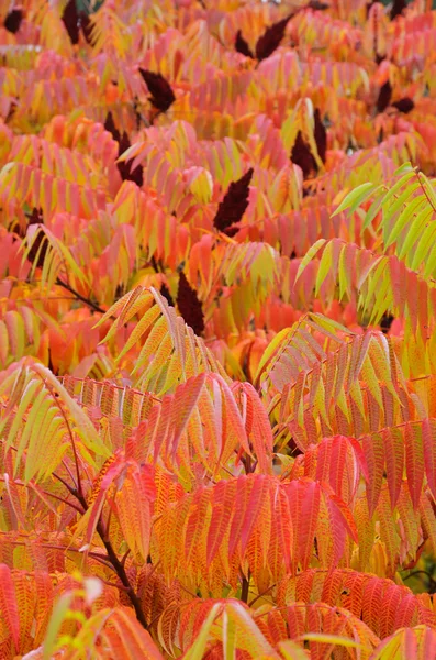 Herbstlaub — Stockfoto