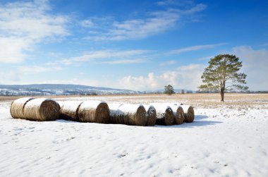 Winter field with straw bales clipart