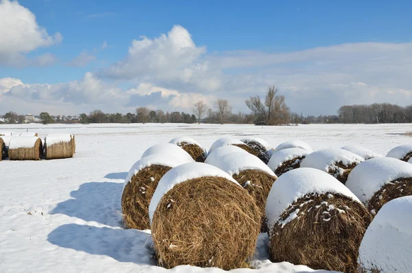 Halmbalar på vinterfältet — Stockfoto