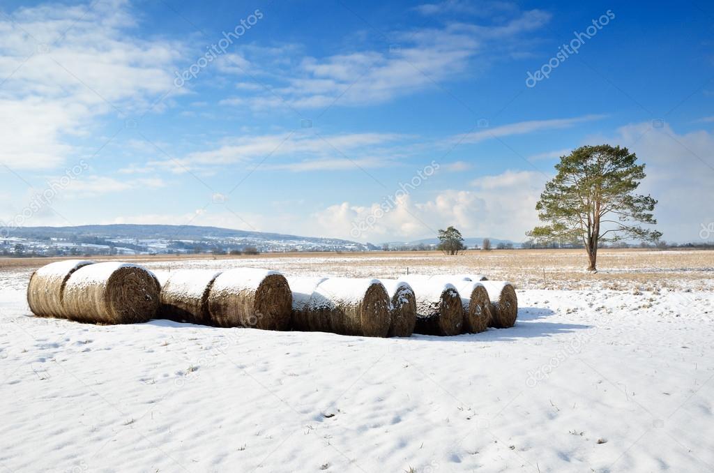 Winter field with straw bales
