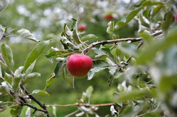 Rijpe vruchten in de appelboom — Stockfoto
