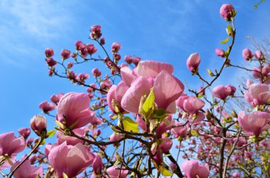 çiçekli Manolya ağacı