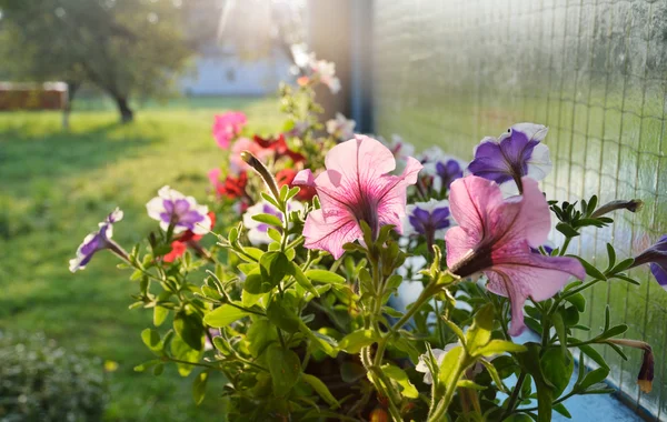 国の庭のペチュニアの花 — ストック写真