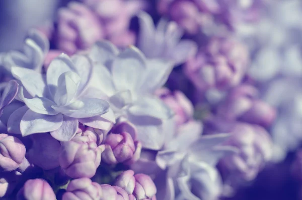 Gros plan sur la floraison du lilas — Photo