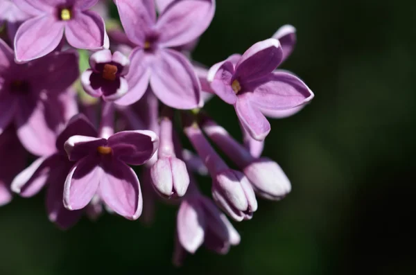 Eflatun çiçekli Close-Up — Stok fotoğraf