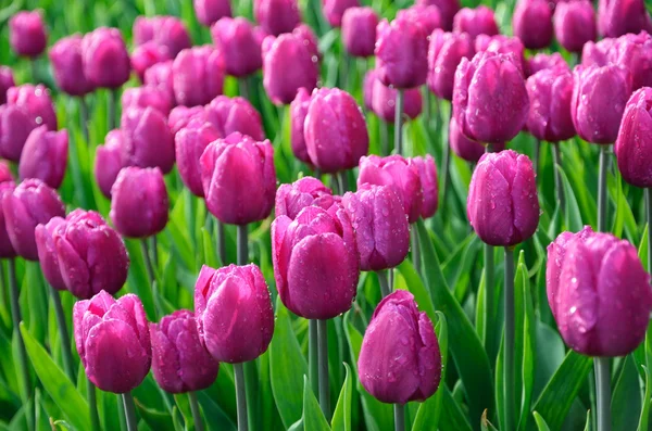 Blühendes dichtes Blumenbeet aus lila Tulpen — Stockfoto