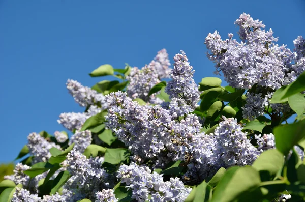 Floração lilás e o céu azul — Fotografia de Stock