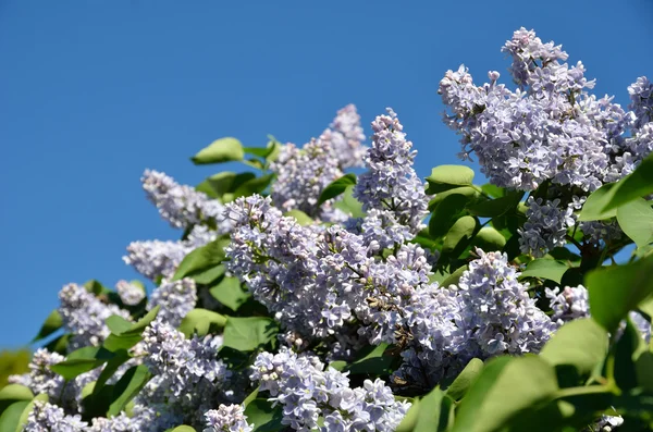 Floración lila y el cielo azul —  Fotos de Stock