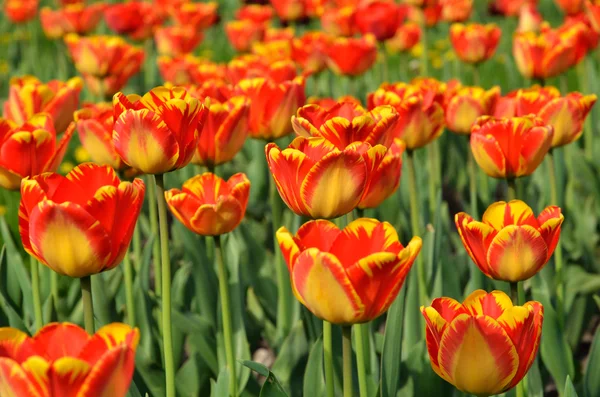 Blühendes Blumenbeet aus orangen Tulpen — Stockfoto