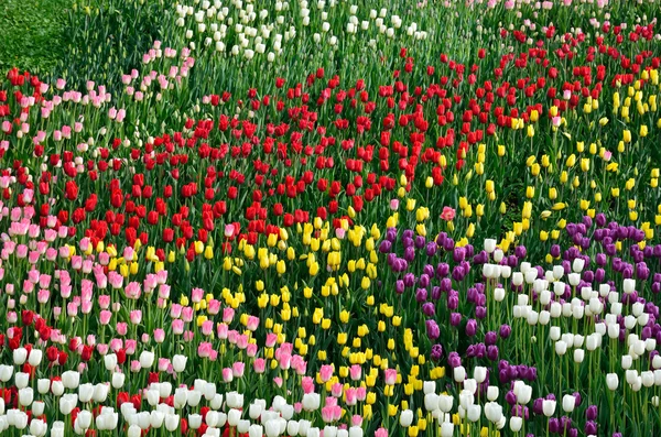 Fioritura aiuola di vari tulipani — Foto Stock
