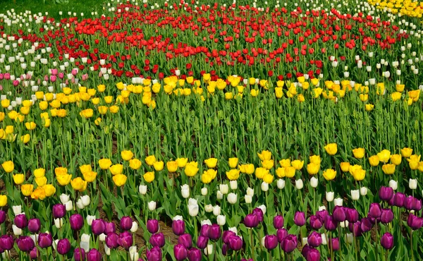 Blühendes Beet aus verschiedenen Tulpen — Stockfoto