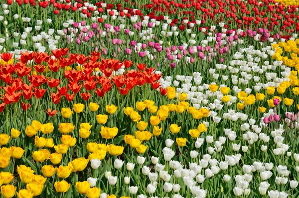 Blühendes Blumenbeet aus verschiedenen Tulpen — Stockfoto