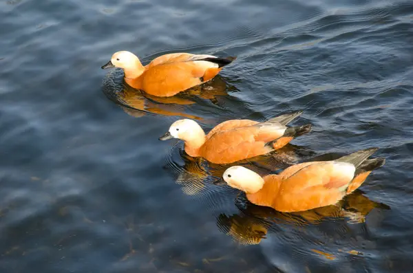 Ruddy ducks in the pond — Stock Photo, Image