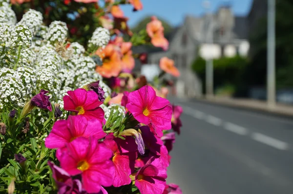 フランスの町で夏の花 — ストック写真