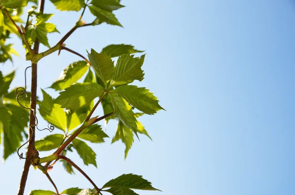 Rebe der Schlingpflanze — Stockfoto