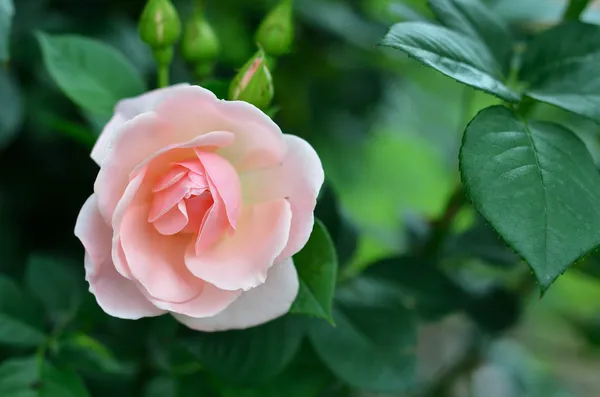 Rosenbuske som blommar med en enda blomma — Stockfoto