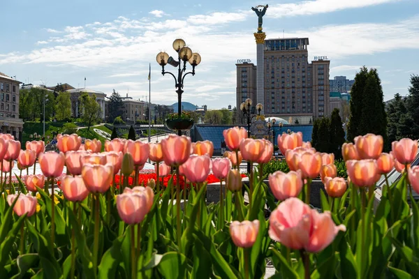 Independence Square Kyiv Red Flowers Monuments Springtime — Stock Photo, Image