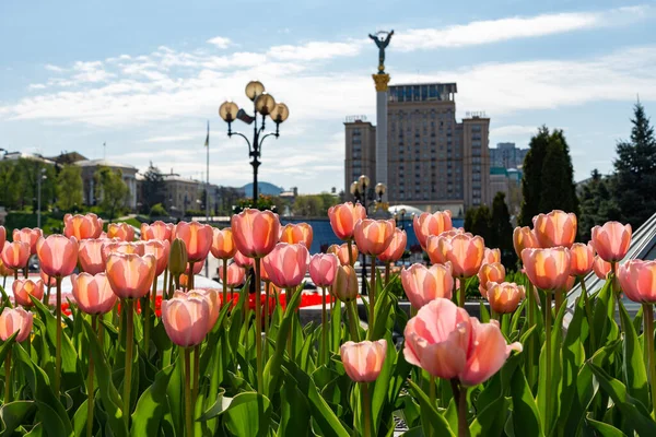 Independence Square Kyiv Red Flowers Monuments Springtime — Stock fotografie