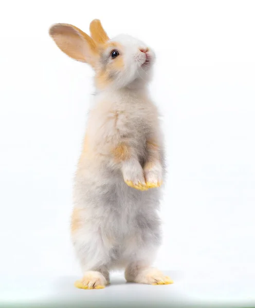 Dreifarbiges Neugeborenes Kaninchen Das Steht Und Nach Oben Schaut Studioaufnahme — Stockfoto