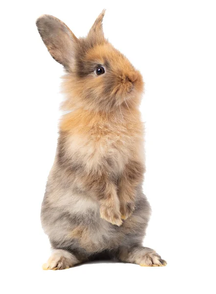Коричневый Трехцветный Новорожденный Кролик Стоит Смотрит Верхушку Студийный Снимок Изолированный — стоковое фото
