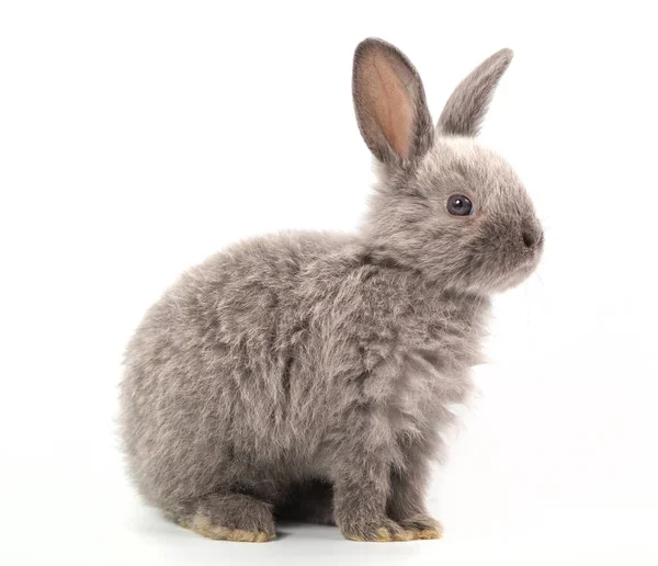 Bébé Lapin Gris Plan Studio Isolé Sur Fond Blanc Avec — Photo