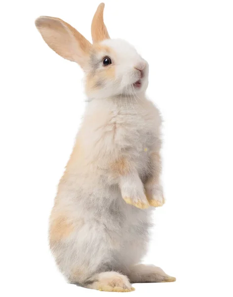 Трехцветный Новорожденный Кролик Стоит Смотрит Вершину Студийный Снимок Изолированный Белом — стоковое фото