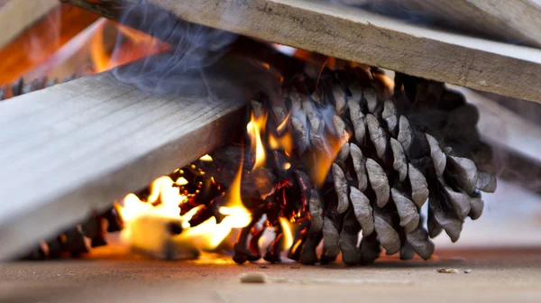 Pinecone — Stock Photo, Image