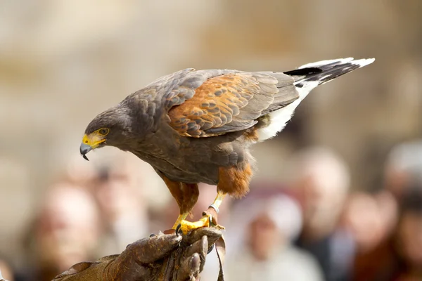 Falcon — Stock fotografie