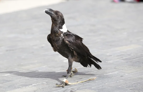 Cuervo — Foto de Stock