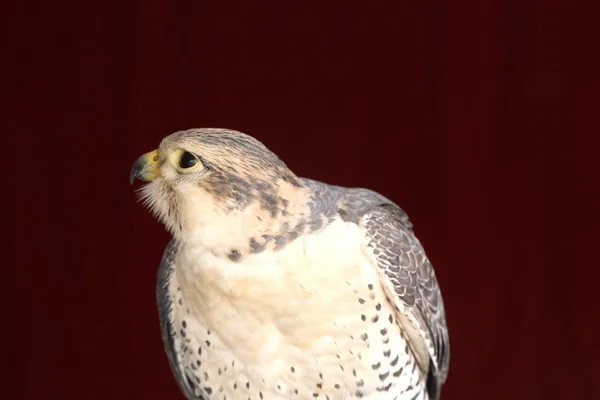Falco — Foto Stock
