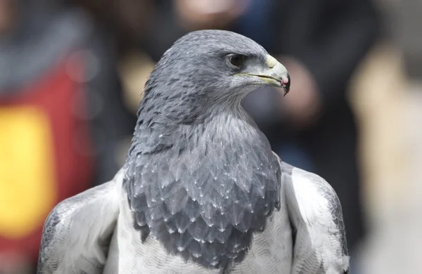 Águila — Foto de Stock