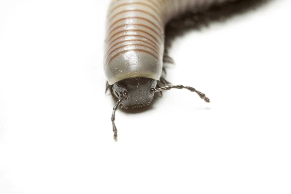 Centipede — Stock Photo, Image