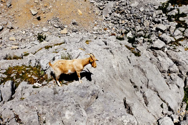 Caprino —  Fotos de Stock