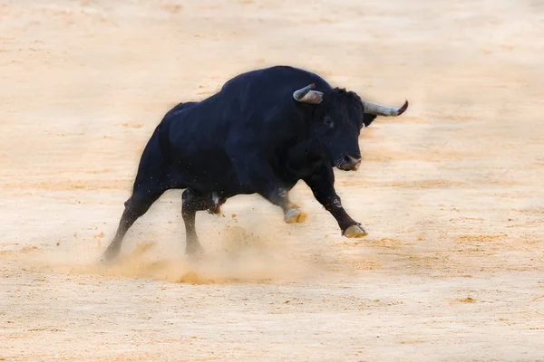 Touro — Fotografia de Stock