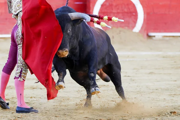 Spanish bull — Stock Photo, Image