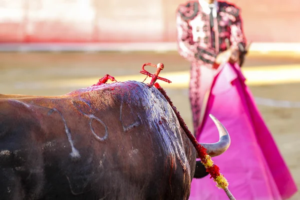 Toro spagnolo — Foto Stock