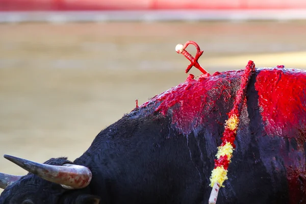 Spanyol Bull — Stok Foto
