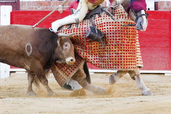 Spanska bull — Stockfoto