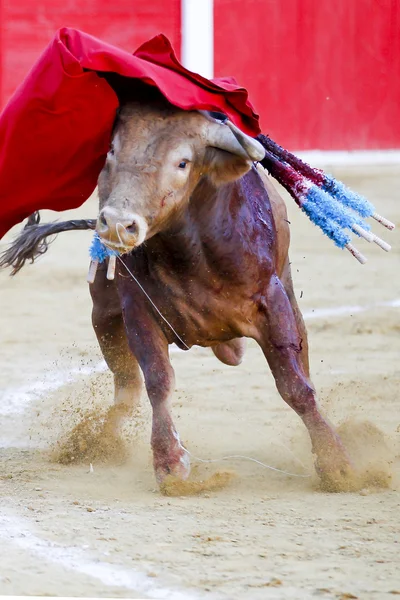 Touro espanhol — Fotografia de Stock